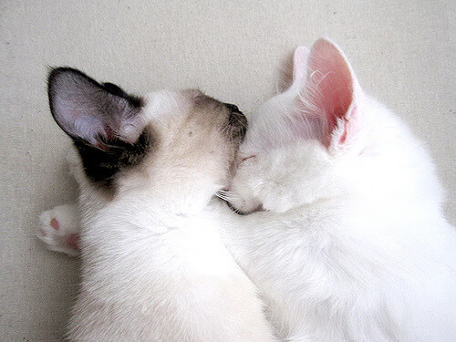 五大联赛中场拦截强度与胜率之间的微妙关联,世界最强拦截型中场