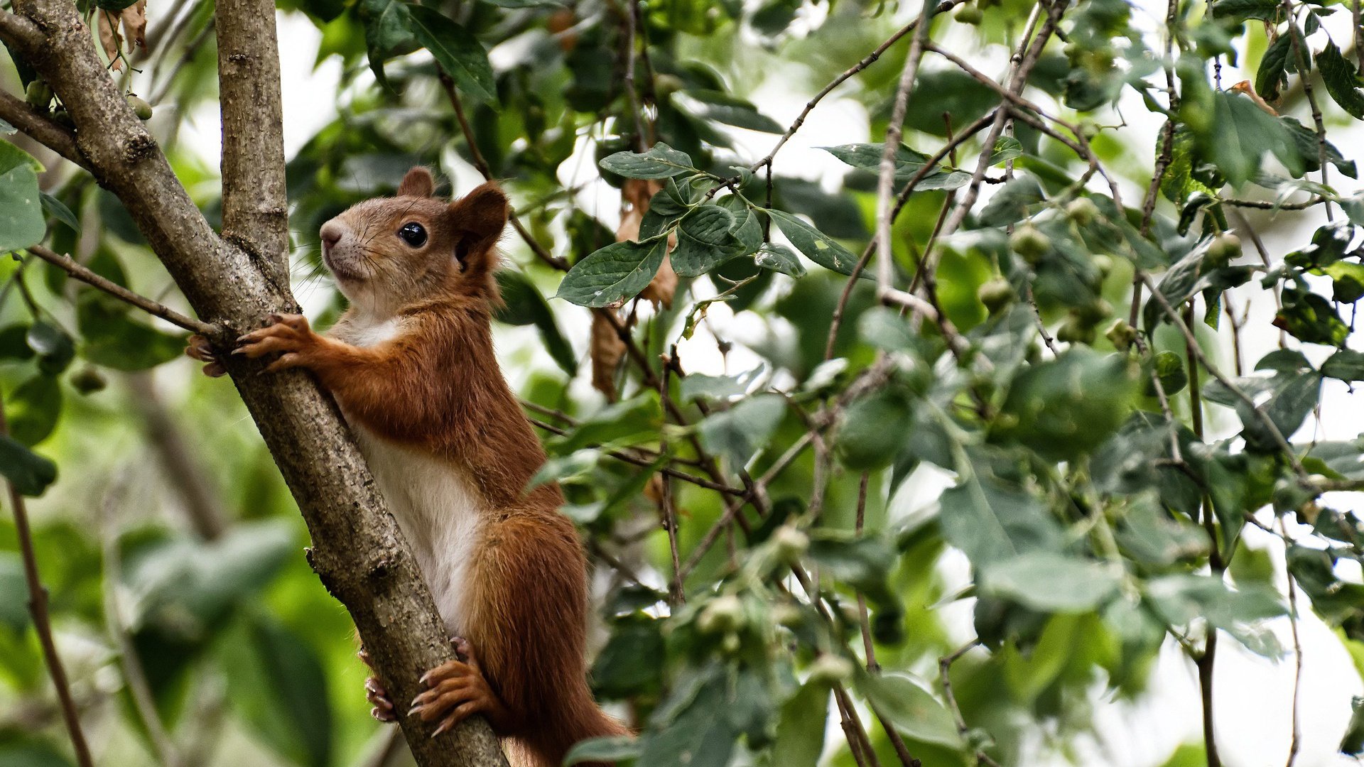 亚冠联赛中国女足晋级 球迷支持力度加大，中国女足亚洲杯夺冠