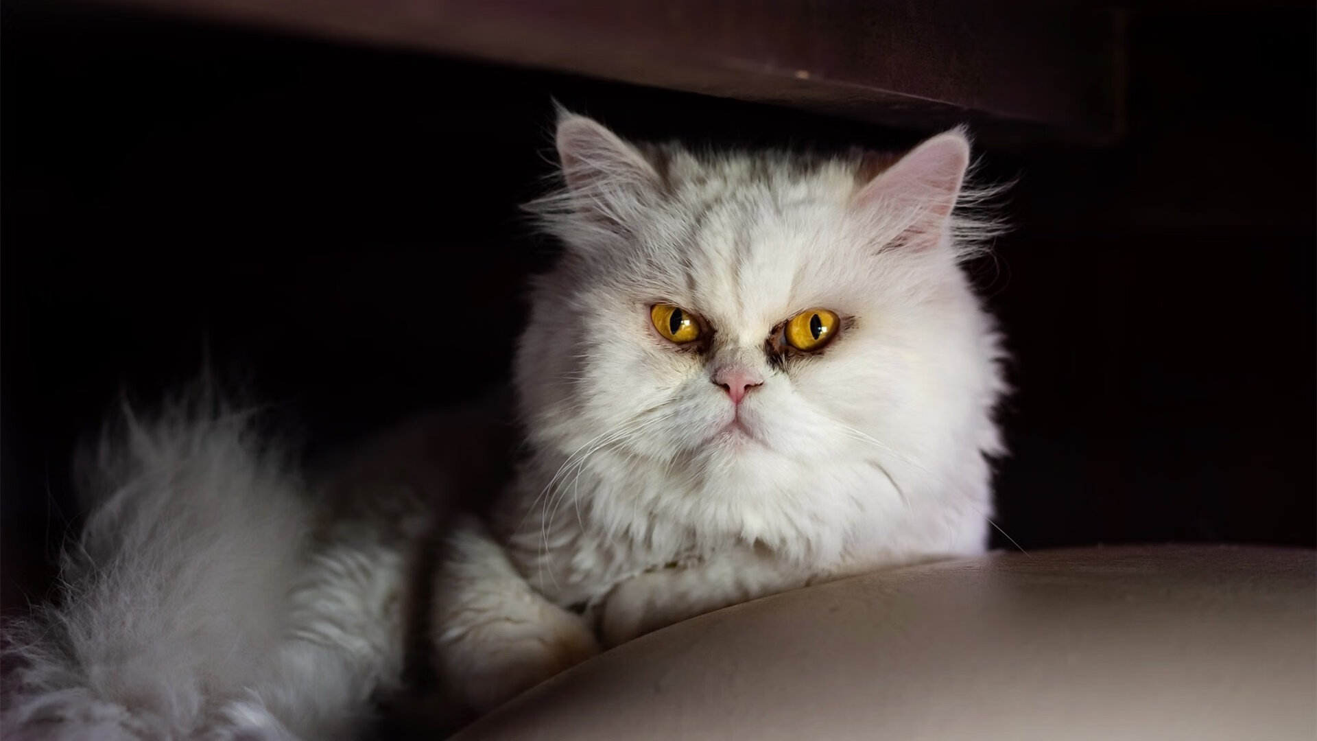 体测标准改革促进学生体质提升，学生体质健康测试标准的实施意义